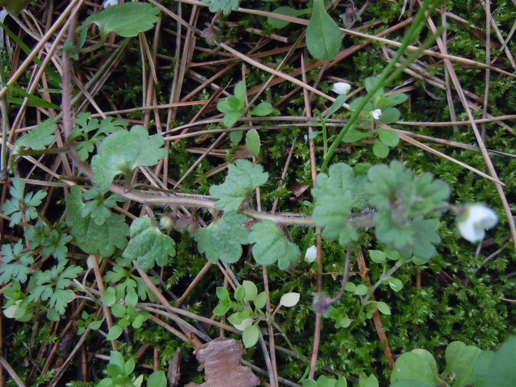 Veronica cymbalaria